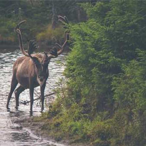 Гібрид кукурудзи ЛГ 30308 (LG 30308) від постачальника Аграрна Платформа