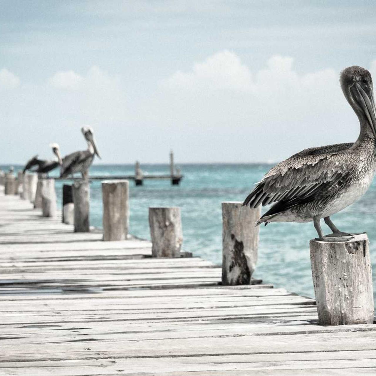Найкраще насіння кукурудзи