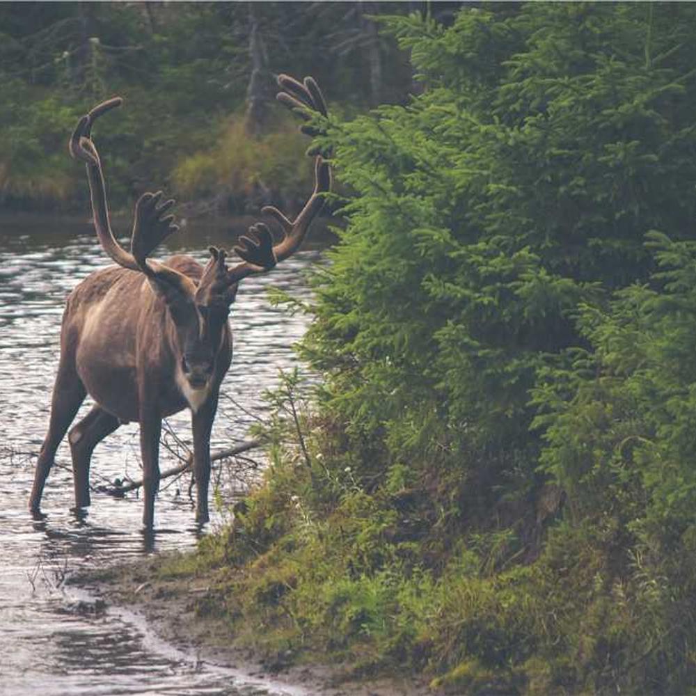 Фунгіцид Тілт від постачальника Аграрна Платформа