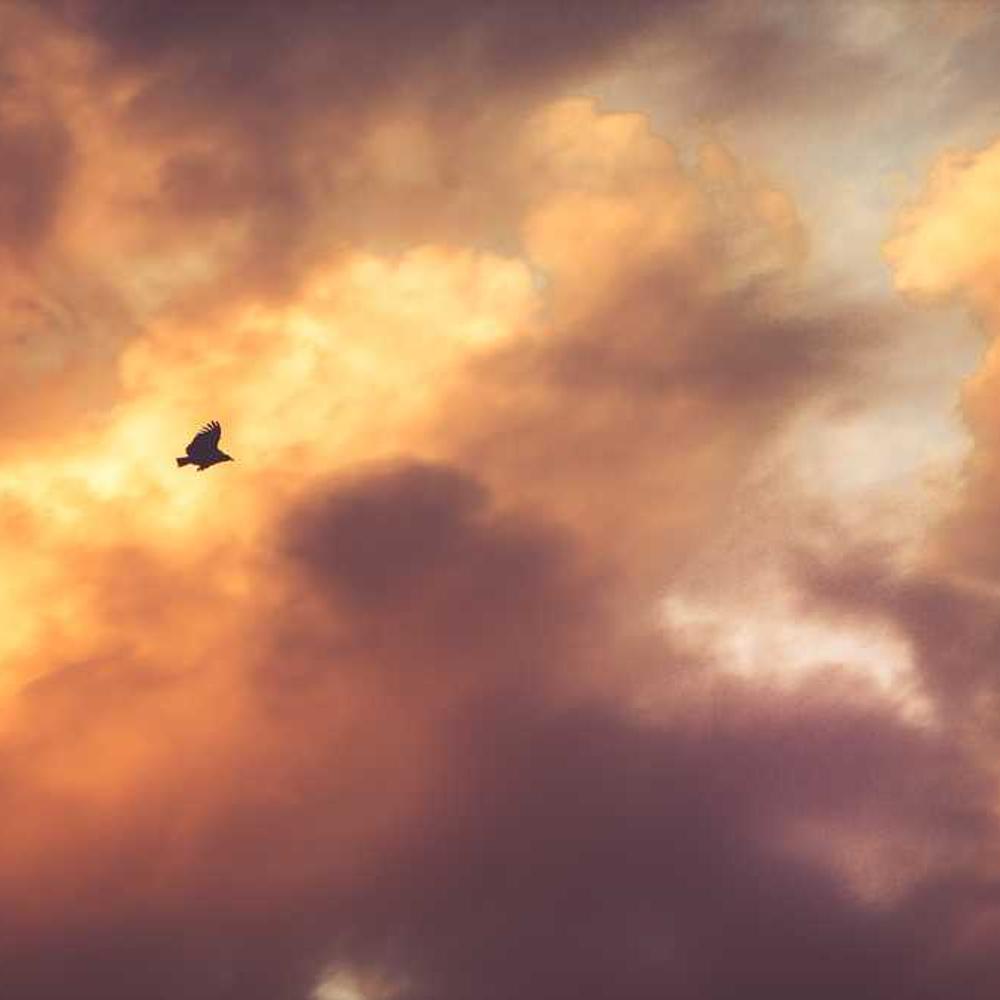 Інсектицид Лірум від постачальника Аграрна Платформа