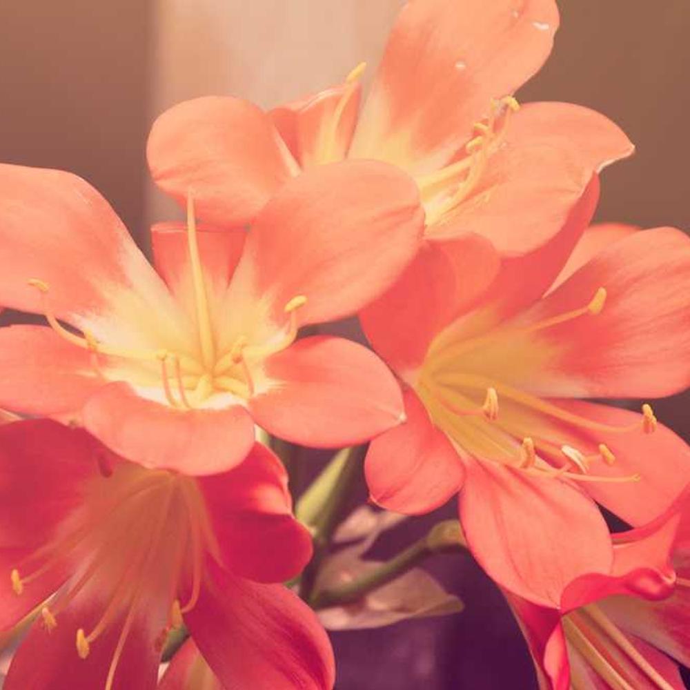 Інсектицид Ексірель (Exirel) від постачальника Аграрна Платформа