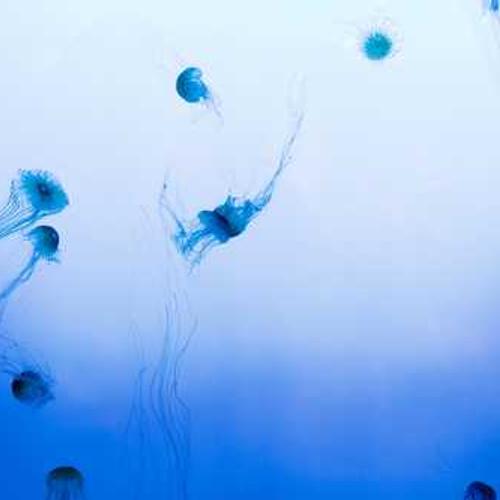 Біостимулянт Амалгерол (Amalgerol) від Аграрна Платформа