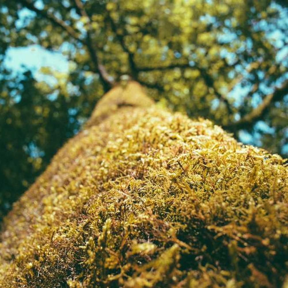 Протруйник Пікус (Picus) від постачальника Аграрна Платформа