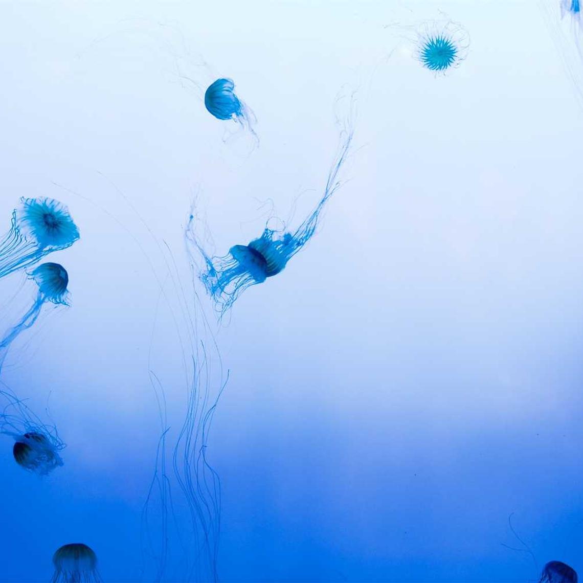 Заказать Метео Фарм