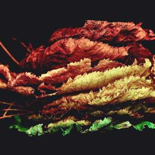 Фунгіцид Танос від постачальника Аграрна Платформа