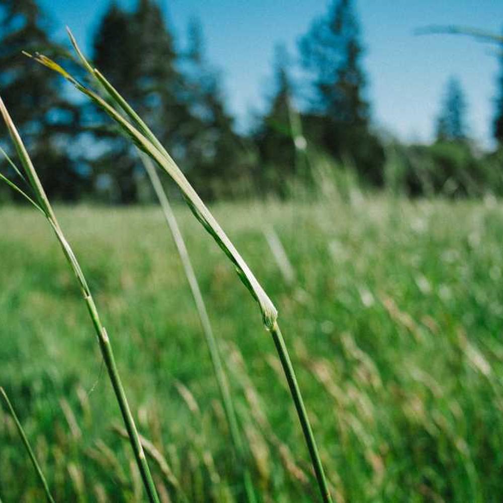 Насіння соняшнику НК Неома (NK Neoma) від постачальника Аграрна Платформа