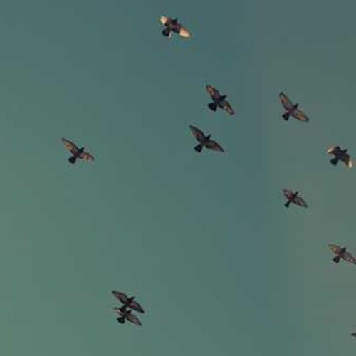 Фунгіцид Сігнум від постачальника Аграрна Платформа