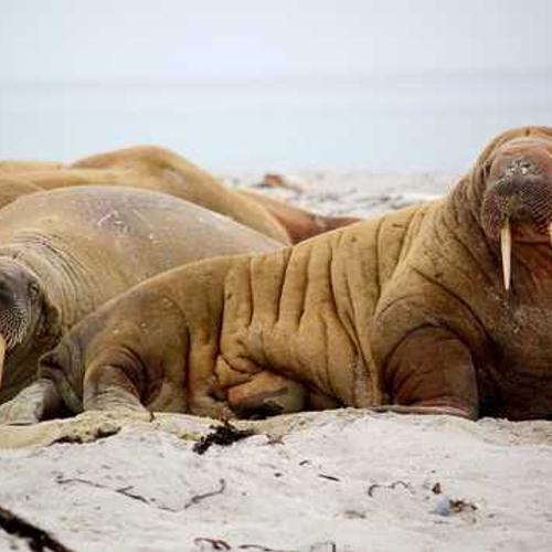 Фунгіцид Тейзер (Tazer) від постачальника Аграрна Платформа