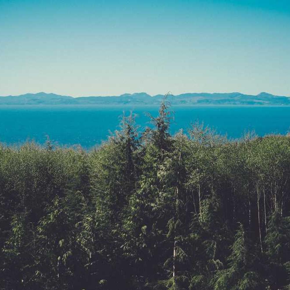 Гібрид кукурудзи СИ Ротанго (SY Rotango) від постачальника Аграрна Платформа