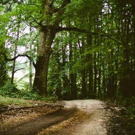 Коли збирати буряк, як визначити ознаки зрілості