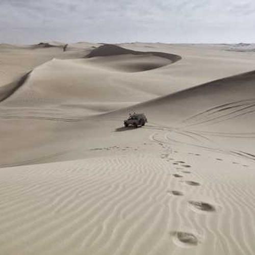 Насіння соняшнику ЛГ 5478 (LG 5478) від постачальника Аграрна Платформа