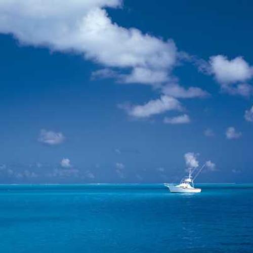 Гібрид кукурудзи МАС 24.Ц (MAS 24.C) від постачальника Аграрна Платформа