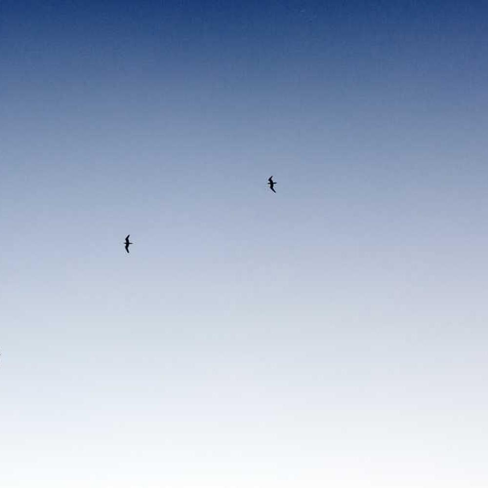 Фунгіцид Антракол від постачальника Аграрна Платформа