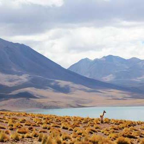 Гібрид кукурудзи СИ Фортаго (SY Fortago) від постачальника Аграрна Платформа