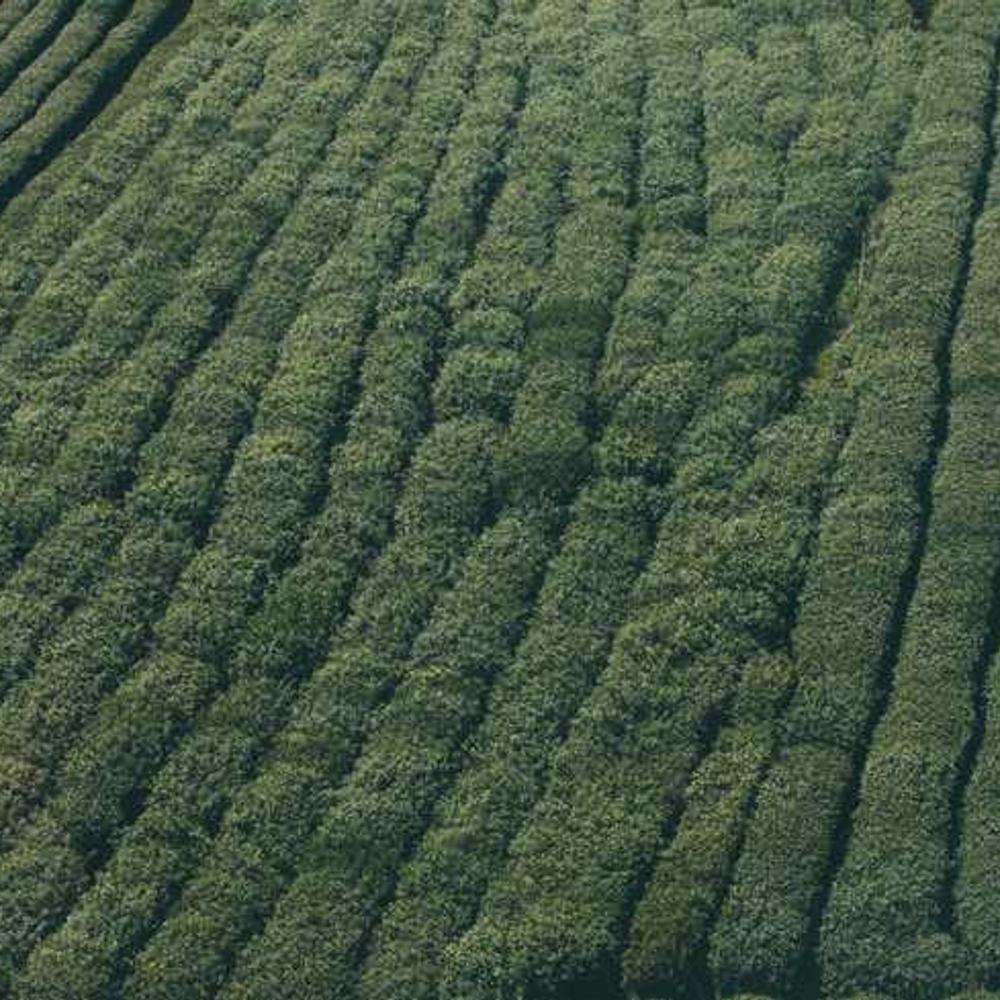 Регулятор росту Атонік Плюс  від постачальника Аграрна Платформа