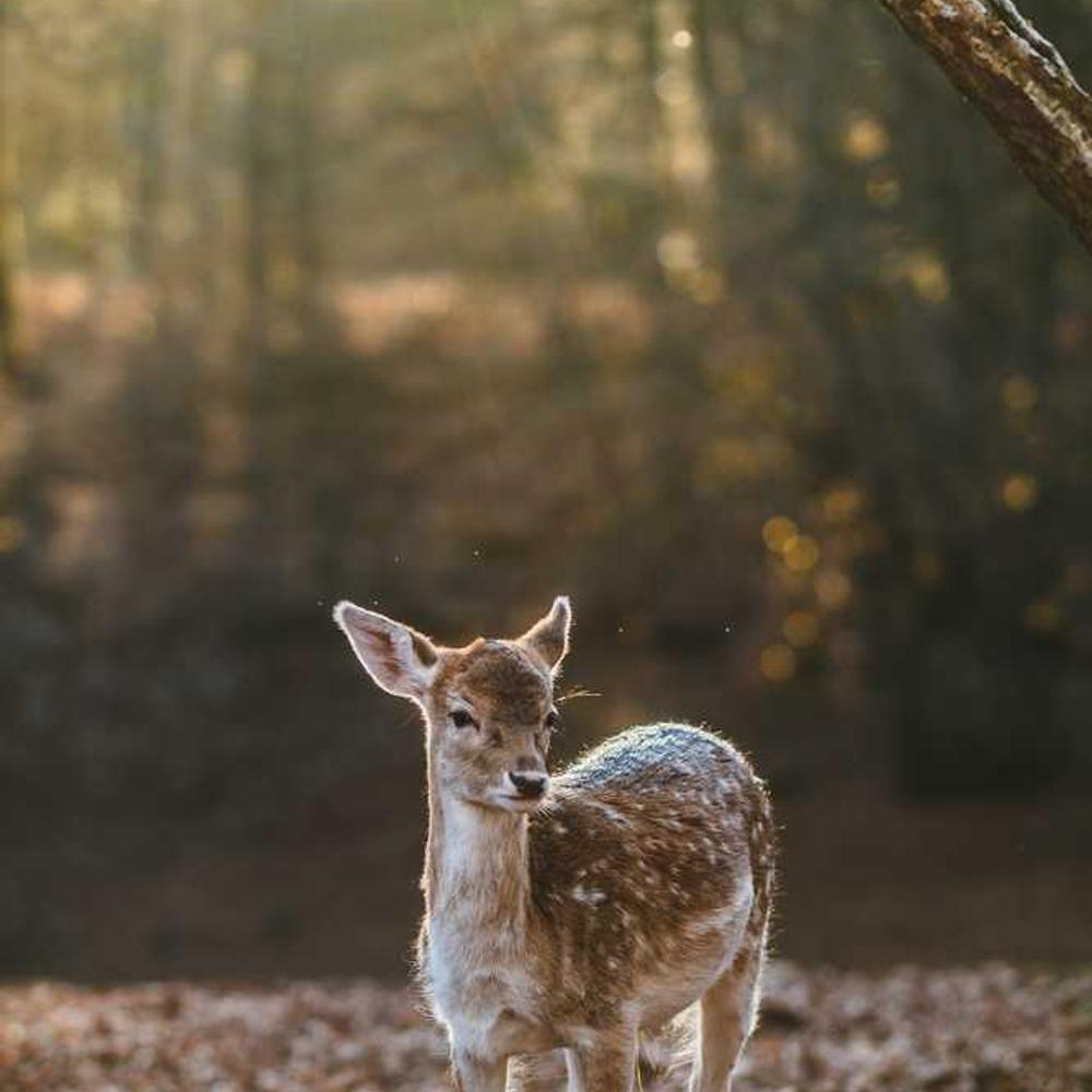 Ад'ювант Кодасайд (Codacide) від постачальника Аграрна Платформа