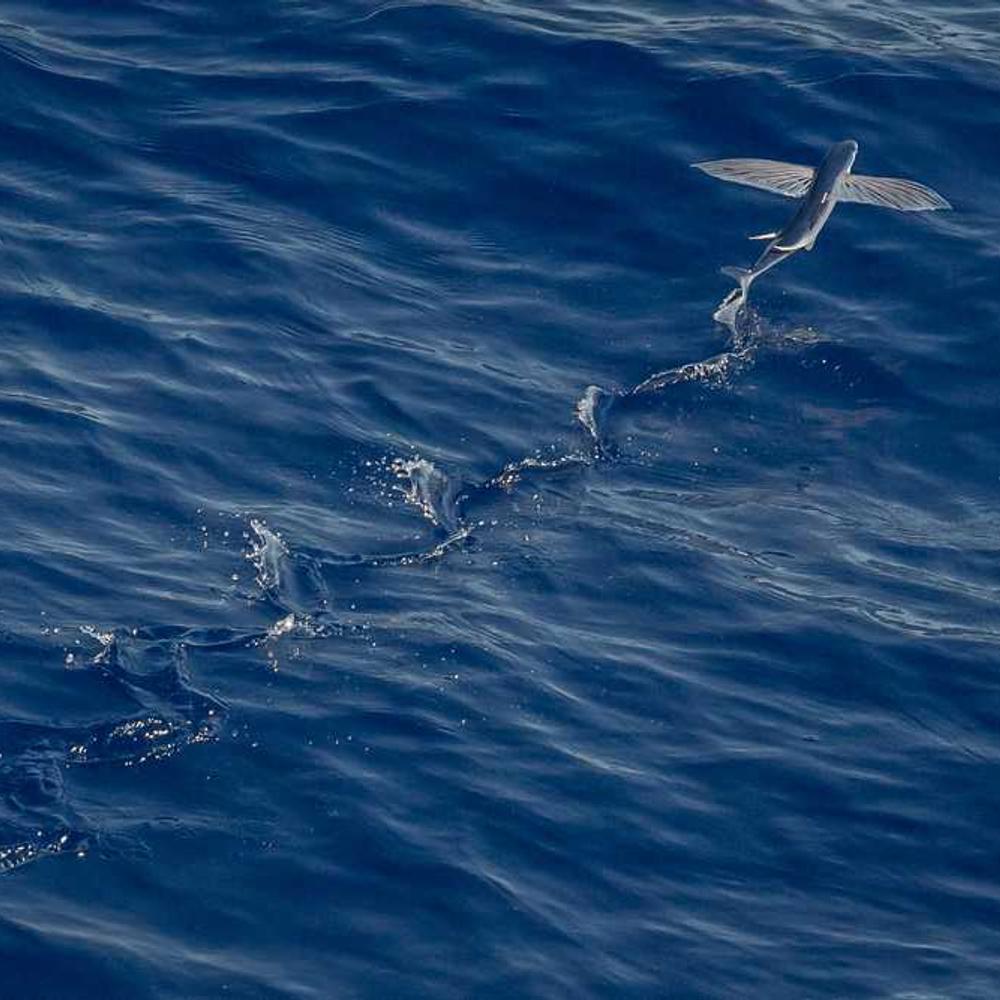 Гербіцид Естет 905 від постачальника Аграрна Платформа