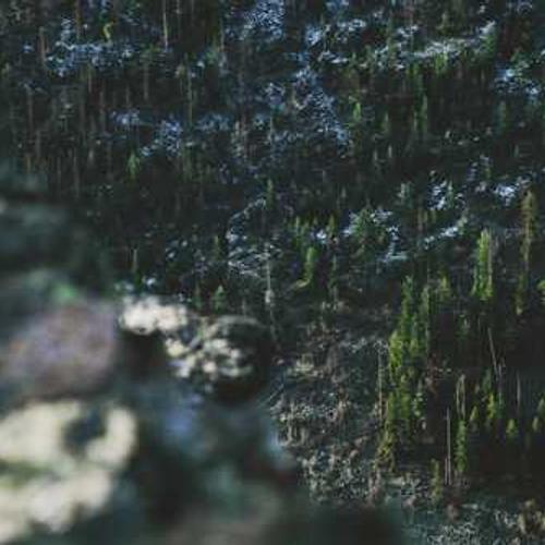 Насіння соняшнику ЛГ 5580 (LG 5580) від постачальника Аграрна Платформа