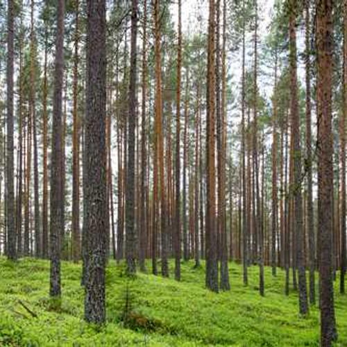 Гібрид кукурудзи Джоді (Jodie) від постачальника Аграрна Платформа