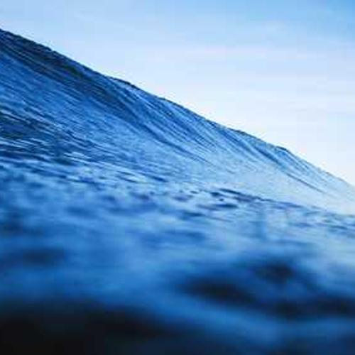 Гібрид кукурудзи НК Термо (NK Termo) від постачальника Аграрна Платформа