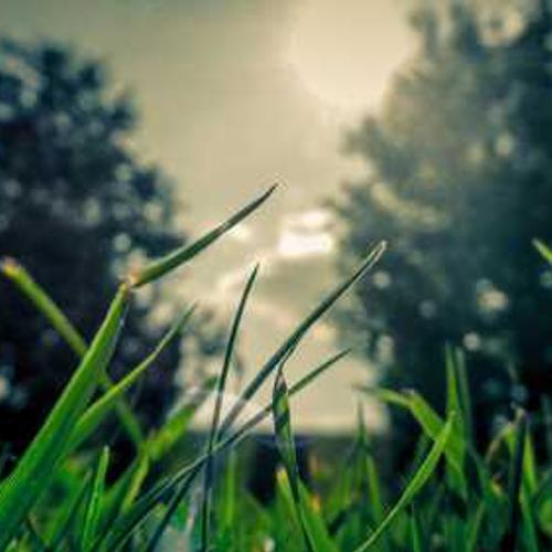 Насіння соняшнику ЛГ 5582 (LG 5582) від постачальника Аграрна Платформа