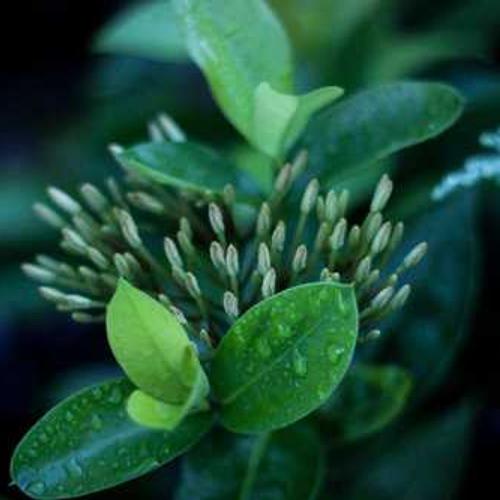 Фунгіцид Орвего від постачальника Аграрна Платформа