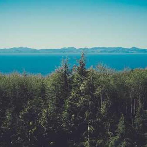 Гібрид кукурудзи СИ Чорінтос (SY Chorintos) від постачальника Аграрна Платформа