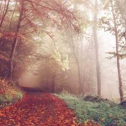 Технологія вирощування кукурудзи на зерно