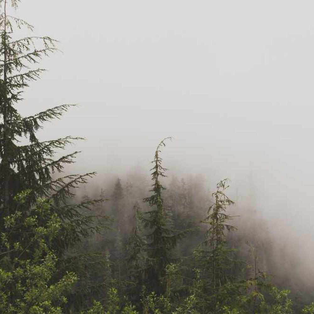 Насіння соняшнику МАС 96.П (MAS 96.P) від постачальника Аграрна Платформа