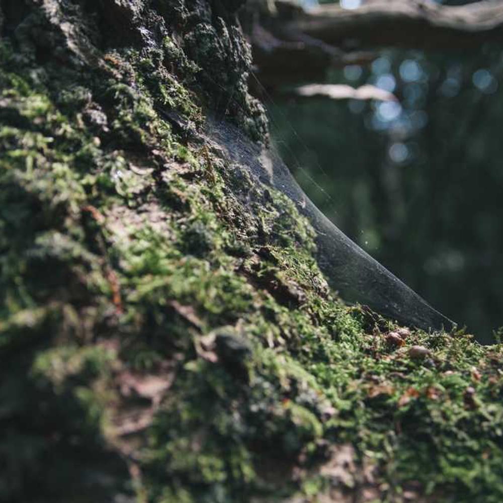 Гербіцид Мерлін від постачальника Аграрна Платформа