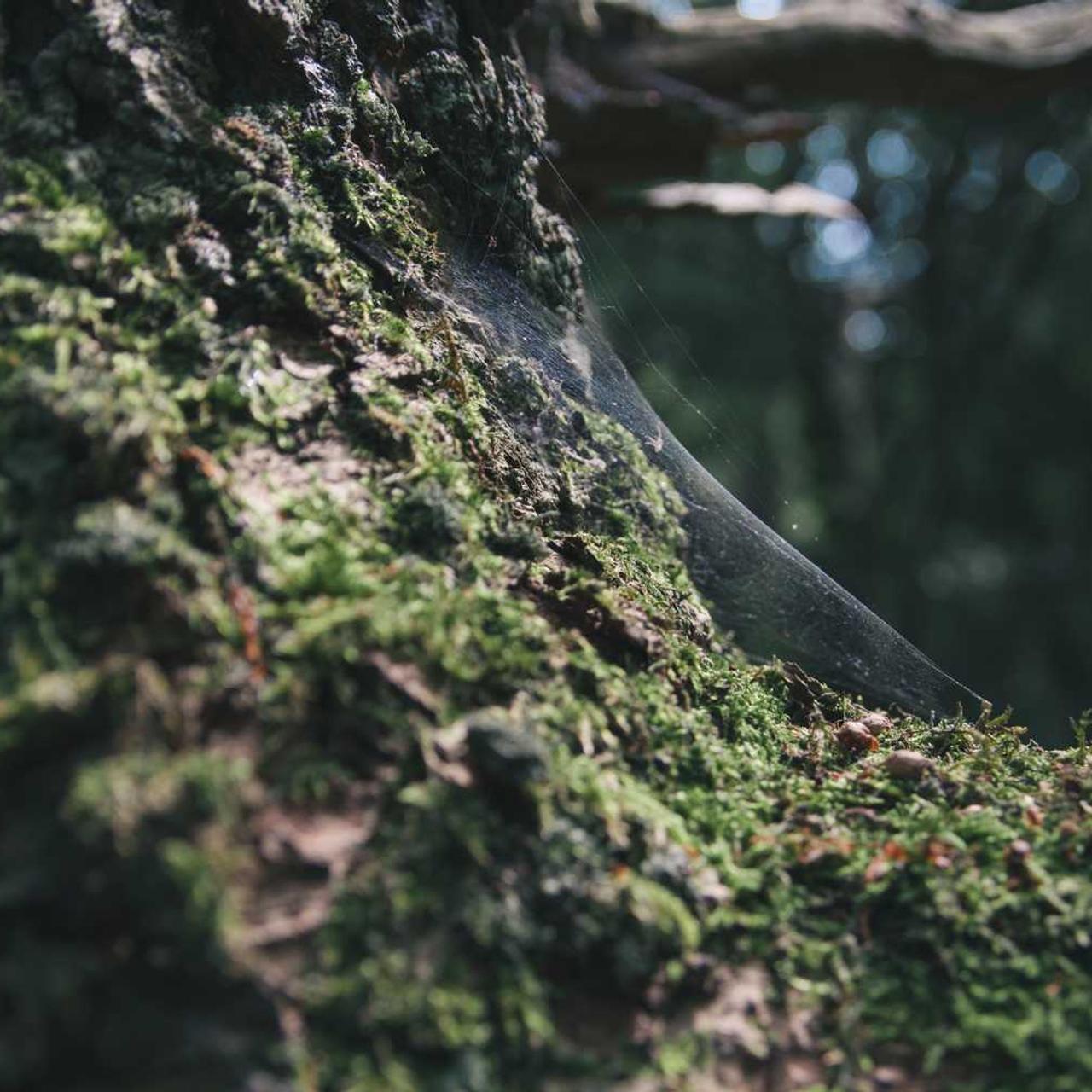 Бизон-Тех - официальный дилер Massey Ferguson