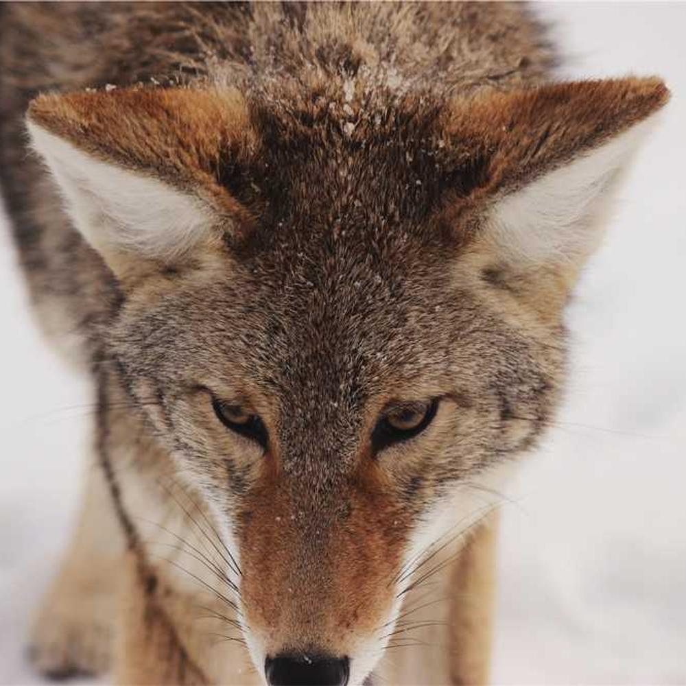 Інсектицид Адмірал (Admiral) від постачальника Аграрна Платформа