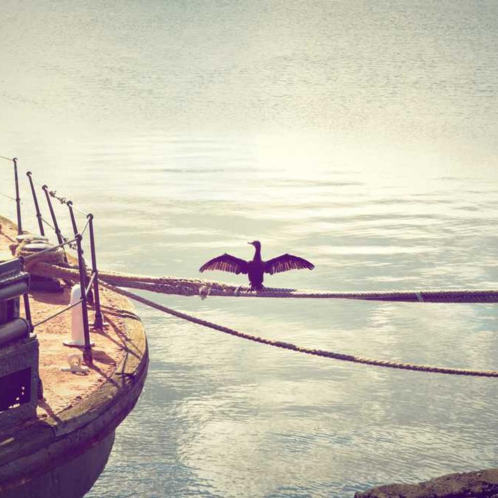 Гібрид кукурудзи МАС 25.Ф (MAS 25.F) від постачальника Аграрна Платформа