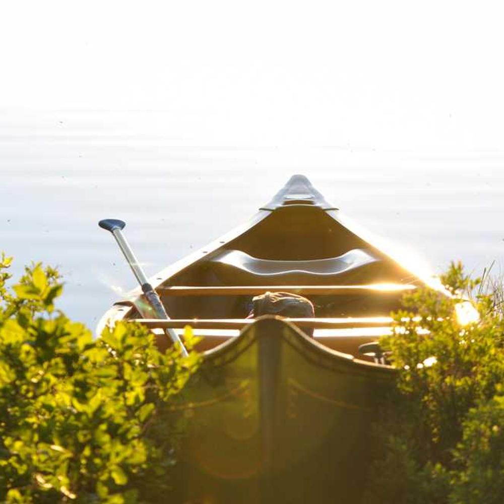 Регулятор росту Терпал від постачальника Аграрна Платформа