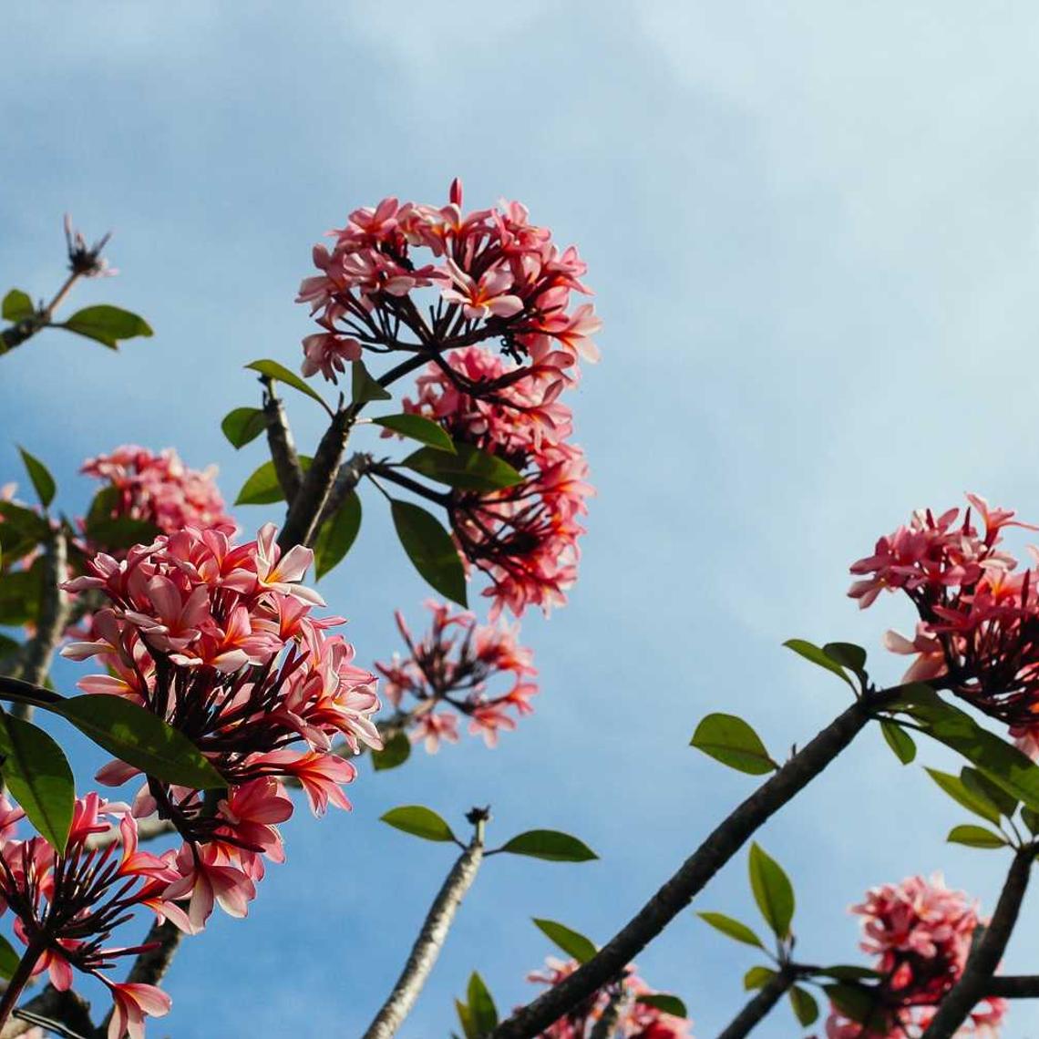 Мікродобриво