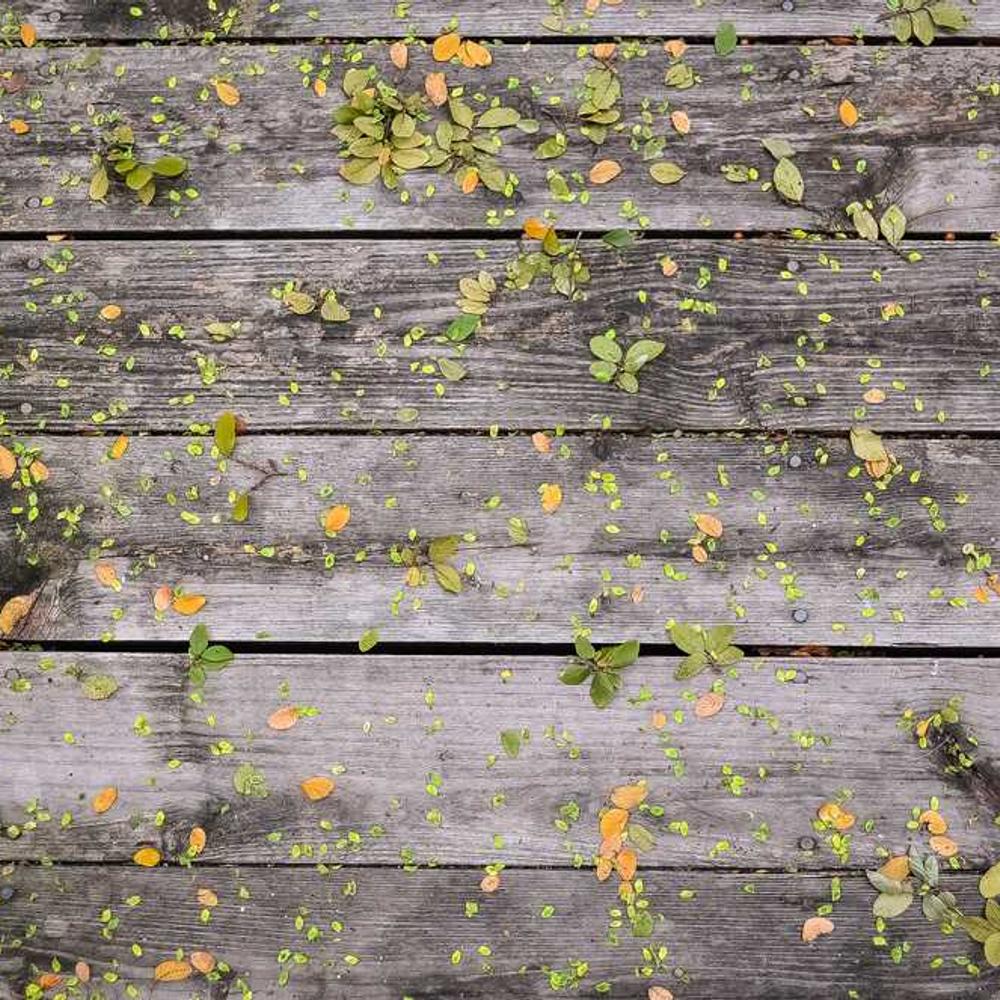 Інсектицид Белт від постачальника Аграрна Платформа